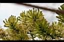 千年木- 花2.jpg